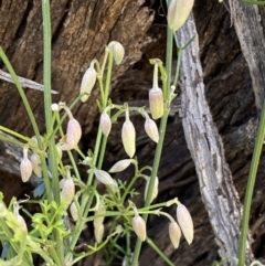 Clematis leptophylla (Small-leaf Clematis, Old Man's Beard) at Mount Majura - 8 Aug 2022 by SteveBorkowskis