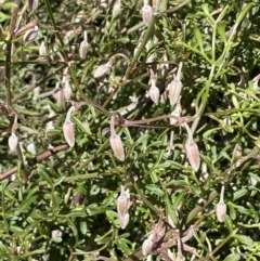 Clematis leptophylla at Watson, ACT - 8 Aug 2022 01:14 PM