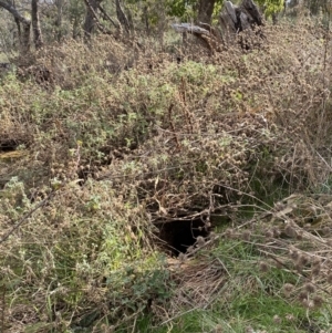 Marrubium vulgare at Watson, ACT - 8 Aug 2022