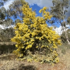 Acacia baileyana (Cootamundra Wattle, Golden Mimosa) at Watson, ACT - 8 Aug 2022 by SteveBorkowskis