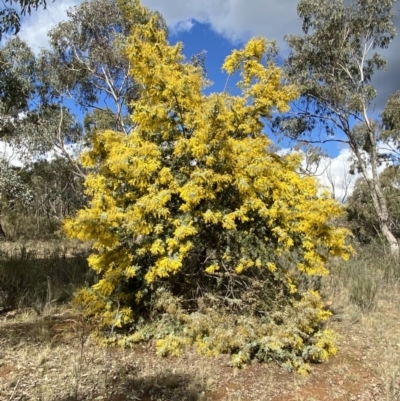 Acacia baileyana (Cootamundra Wattle, Golden Mimosa) at Watson, ACT - 8 Aug 2022 by Steve_Bok
