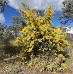 Acacia baileyana at Watson, ACT - 8 Aug 2022