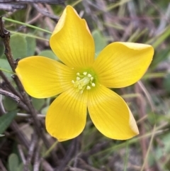 Oxalis sp. (Wood Sorrel) at Watson, ACT - 8 Aug 2022 by Steve_Bok