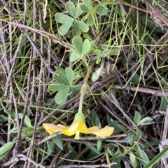 Oxalis sp. at Watson, ACT - 8 Aug 2022 01:58 PM