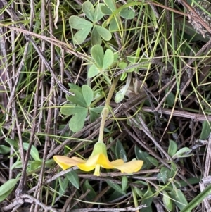 Oxalis sp. at Watson, ACT - 8 Aug 2022 01:58 PM