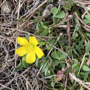 Oxalis sp. at Watson, ACT - 8 Aug 2022 01:58 PM