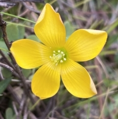 Oxalis sp. at Watson, ACT - 8 Aug 2022 01:58 PM