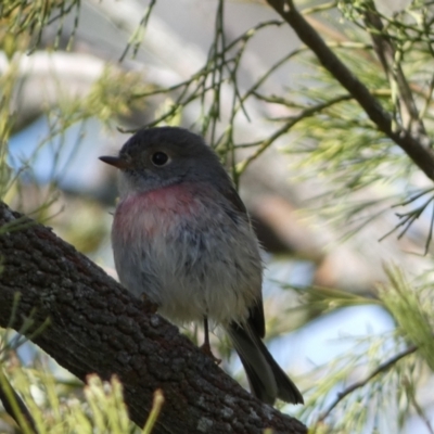 Petroica rosea (Rose Robin) at Watson, ACT - 8 Aug 2022 by Steve_Bok