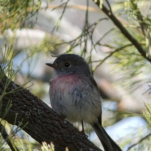 Petroica rosea at Watson, ACT - 8 Aug 2022