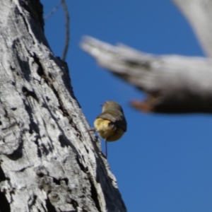 Acanthiza reguloides at Watson, ACT - 8 Aug 2022