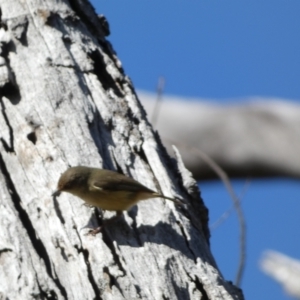 Acanthiza reguloides at Watson, ACT - 8 Aug 2022