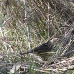 Pyrrholaemus sagittatus (Speckled Warbler) at Watson, ACT - 8 Aug 2022 by Steve_Bok