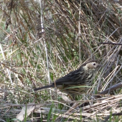 Pyrrholaemus sagittatus (Speckled Warbler) at Mount Majura - 8 Aug 2022 by SteveBorkowskis