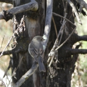 Pachycephala pectoralis at Watson, ACT - 8 Aug 2022