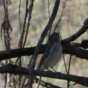 Pachycephala pectoralis at Watson, ACT - 8 Aug 2022