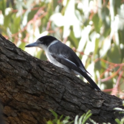 Cracticus torquatus (Grey Butcherbird) at Mount Majura - 8 Aug 2022 by SteveBorkowskis