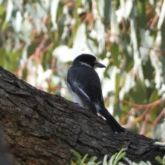 Cracticus torquatus at Watson, ACT - 8 Aug 2022