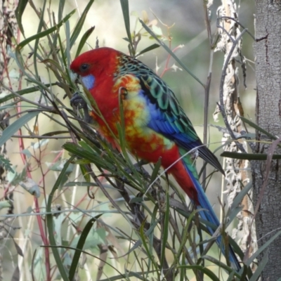 Platycercus elegans x eximius (hybrid) (Crimson x Eastern Rosella (hybrid)) at Mount Majura - 8 Aug 2022 by SteveBorkowskis