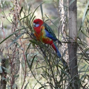 Platycercus elegans x eximius (hybrid) at Watson, ACT - 8 Aug 2022