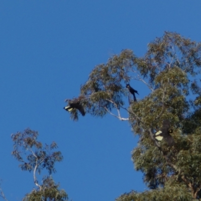 Zanda funerea (Yellow-tailed Black-Cockatoo) at Watson, ACT - 8 Aug 2022 by Steve_Bok