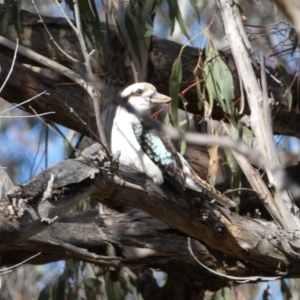 Dacelo novaeguineae at Watson, ACT - 8 Aug 2022