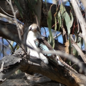 Dacelo novaeguineae at Watson, ACT - 8 Aug 2022