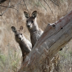 Macropus giganteus (Eastern Grey Kangaroo) at Mount Majura - 8 Aug 2022 by SteveBorkowskis