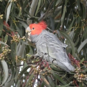 Callocephalon fimbriatum at Watson, ACT - 8 Aug 2022