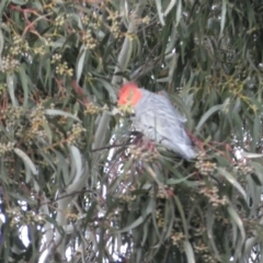 Callocephalon fimbriatum at Watson, ACT - 8 Aug 2022