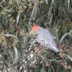 Callocephalon fimbriatum at Watson, ACT - 8 Aug 2022