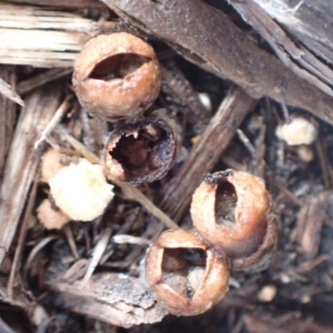 Cyathus stercoreus at Murrumbateman, NSW - 8 Aug 2022