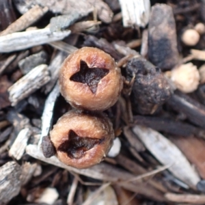 Cyathus stercoreus at Murrumbateman, NSW - 8 Aug 2022