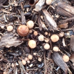 Cyathus stercoreus at Murrumbateman, NSW - 8 Aug 2022