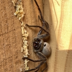 Isopeda (genus) (Huntsman Spider) at Googong, NSW - 8 Aug 2022 by Wandiyali