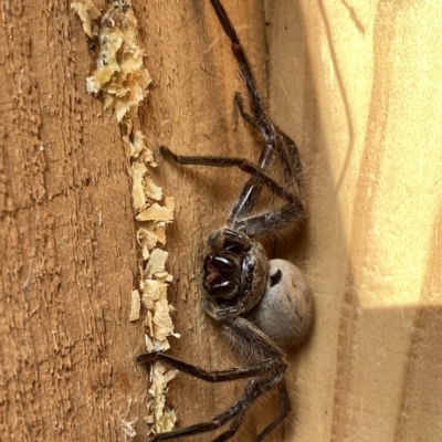 Isopeda sp. (genus) (Huntsman Spider) at Wandiyali-Environa Conservation Area - 7 Aug 2022 by Wandiyali