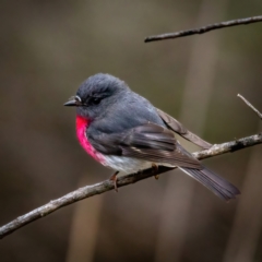 Petroica rosea (Rose Robin) at Mount Majura - 8 Aug 2022 by Boagshoags