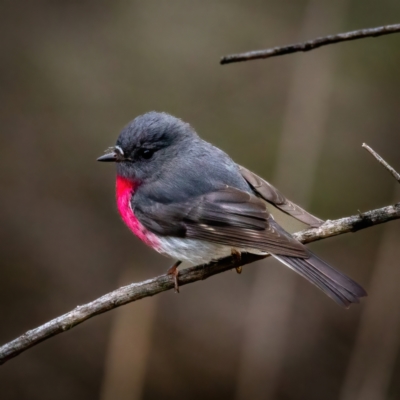 Petroica rosea (Rose Robin) at Hackett, ACT - 8 Aug 2022 by Boagshoags