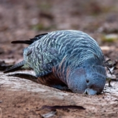 Callocephalon fimbriatum (Gang-gang Cockatoo) at Campbell, ACT - 6 Aug 2022 by Boagshoags