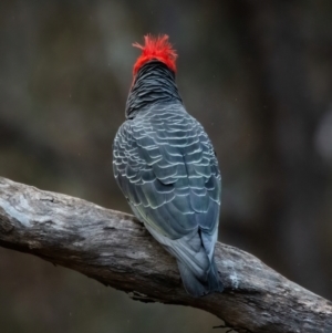 Callocephalon fimbriatum at Ainslie, ACT - 6 Aug 2022