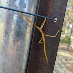 Ctenomorpha marginipennis at Thurgoona, NSW - 8 Aug 2022 by TrinityAnglicanCollege