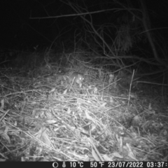 Vombatus ursinus (Bare-nosed Wombat) at Warners Bay, NSW - 2 Jun 2022 by gavinord