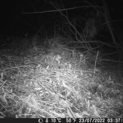 Vombatus ursinus (Bare-nosed Wombat) at Warners Bay, NSW - 2 Jun 2022 by gavinord