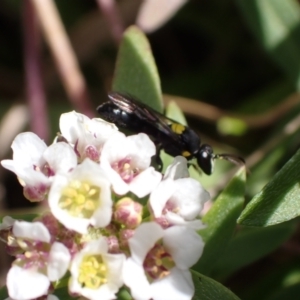 Amphylaeus (Agogenohylaeus) obscuriceps at Murrumbateman, NSW - 8 Aug 2022