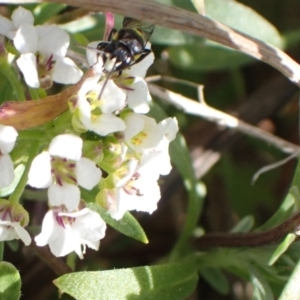 Amphylaeus (Agogenohylaeus) obscuriceps at Murrumbateman, NSW - 8 Aug 2022