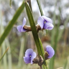 Hovea heterophylla (Common Hovea) at Tidbinbilla Nature Reserve - 8 Aug 2022 by JohnBundock