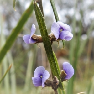 Hovea heterophylla at Paddys River, ACT - 8 Aug 2022