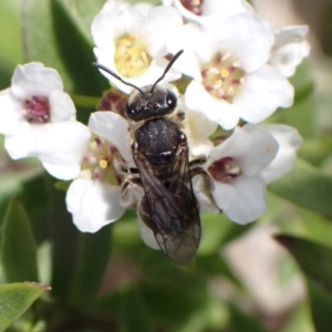 Lasioglossum (Chilalictus) sp. (genus & subgenus) at Murrumbateman, NSW - 8 Aug 2022 02:43 PM