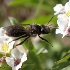 Lasioglossum (Chilalictus) sp. (genus & subgenus) at Murrumbateman, NSW - 8 Aug 2022