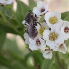 Lasioglossum (Chilalictus) sp. (genus & subgenus) at Murrumbateman, NSW - 8 Aug 2022