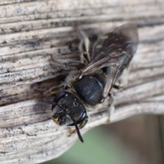 Lasioglossum (Chilalictus) sp. (genus & subgenus) at Murrumbateman, NSW - 8 Aug 2022